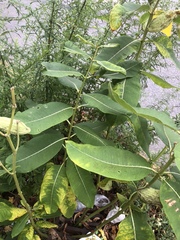 Asclepias syriaca