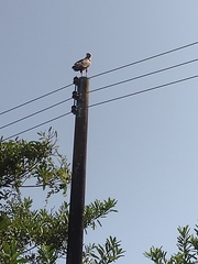 Buteogallus meridionalis