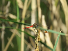 Sympetrum risi