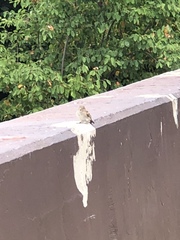 Passer domesticus