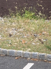 Passer domesticus