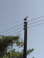 Buteogallus meridionalis