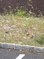 Passer domesticus