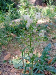 Erigeron canadensis