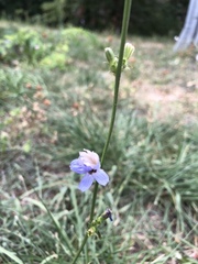 Cichorium intybus
