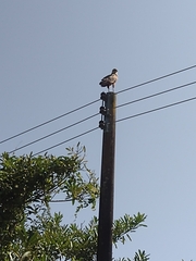 Buteogallus meridionalis