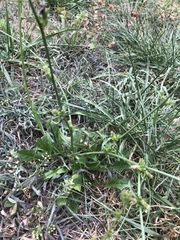 Cichorium intybus