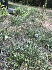 Cichorium intybus