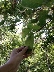 Sterculia ceramica