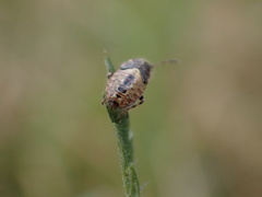 Heterogaster urticae