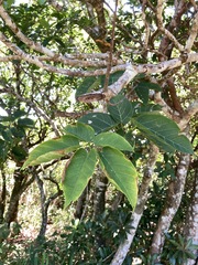 Sterculia ceramica