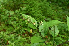 Premna microphylla