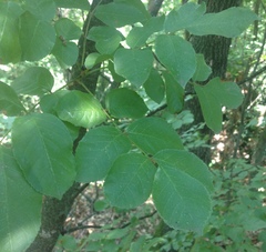 Fraxinus ornus