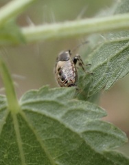 Heterogaster urticae