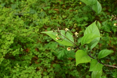 Premna microphylla