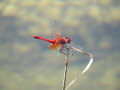 Sympetrum speciosum