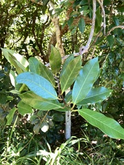 Anodendron