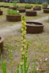 Sparganium stoloniferum