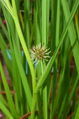 Sparganium stoloniferum
