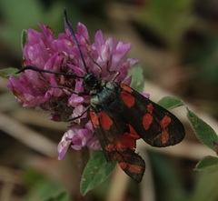 Zygaena filipendulae