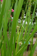 Sparganium stoloniferum