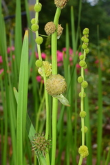 Sparganium stoloniferum