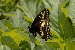 Papilio brevicauda brevicauda