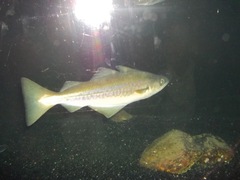 Pollachius pollachius