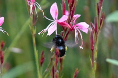 Xylocopa tabaniformis orpifex