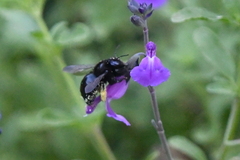 Xylocopa tabaniformis orpifex
