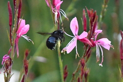 Xylocopa tabaniformis orpifex