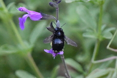 Xylocopa tabaniformis orpifex