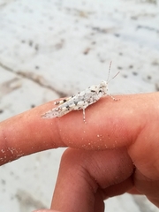 Sphingonotus imitans