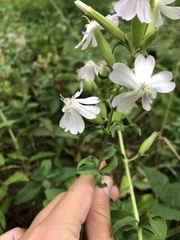 Caryophyllaceae