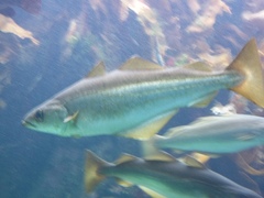 Pollachius pollachius