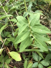 Caryophyllaceae