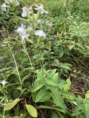 Caryophyllaceae