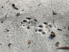 Herpestes pulverulentus