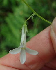 Lobelia vanreenensis
