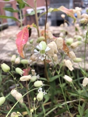 Silene vulgaris