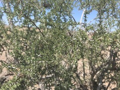 Condalia globosa