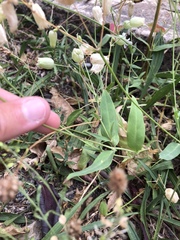 Silene vulgaris