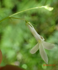 Lobelia vanreenensis