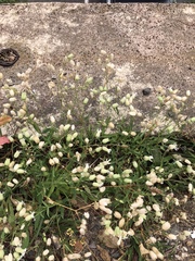 Silene vulgaris