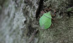 Chlorocoris distinctus