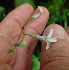Lobelia vanreenensis