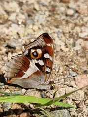 Apatura iris