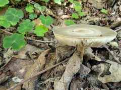 Agaricomycetes