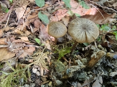 Fungi