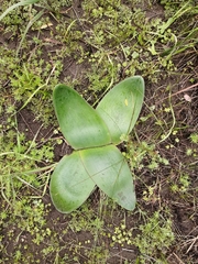 Brunsvigia orientalis